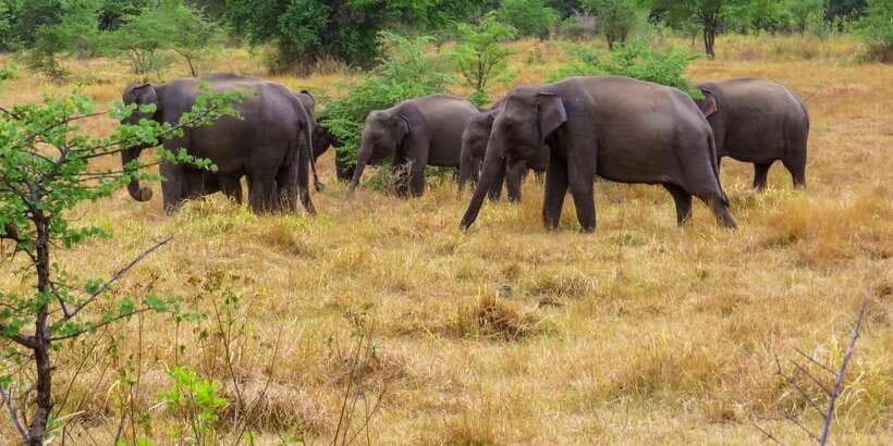 Wasgamuwa: Wasgamuwa National Park Private 3-Hour Safari - Elephant sightings: the moments that make Wasgamuwa feel special