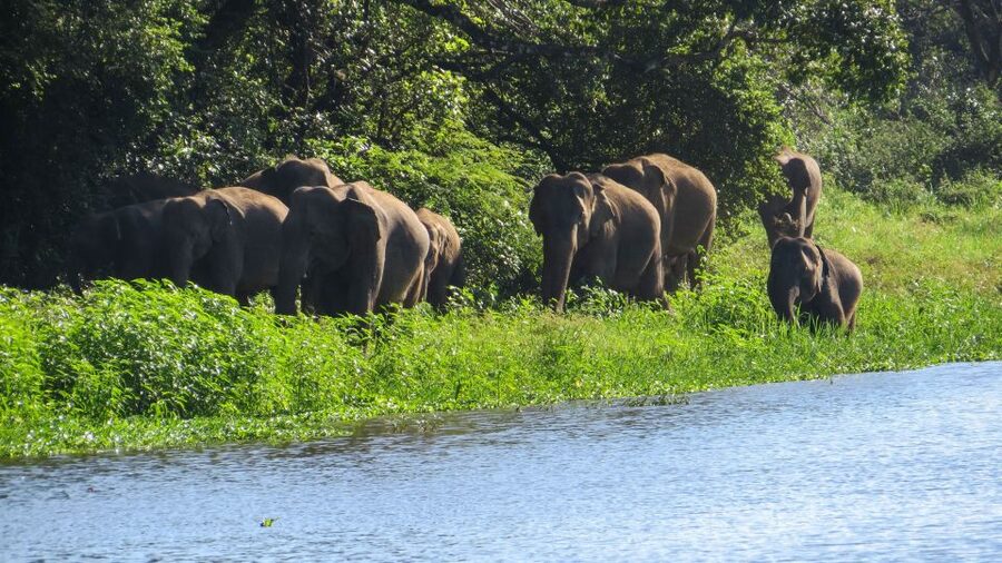 Wasgamuwa: Wasgamuwa National Park Private 3-Hour Safari - Price and value: why $27 can make sense for a private safari