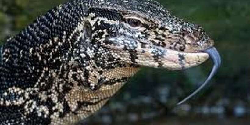 West coast Beach, River Mangroves lagoon, Wildlife boat Tour - Quick hits before you book