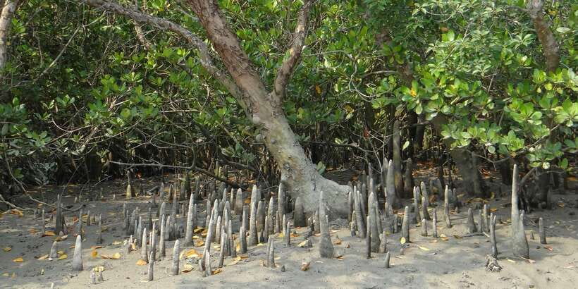 West coast Beach, River Mangroves lagoon, Wildlife boat Tour - Mangrove lagoon boat time, without the rush