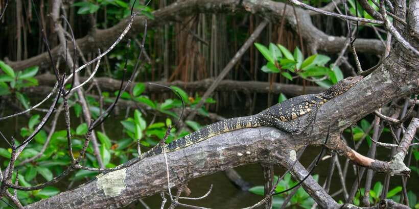 West coast Beach, River Mangroves lagoon, Wildlife boat Tour - The wildlife moment: birds first, reptiles as a bonus