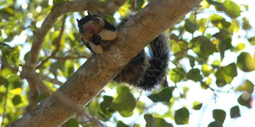 West coast Beach, River Mangroves lagoon, Wildlife boat Tour - Bentota Beach at the end: a simple reset