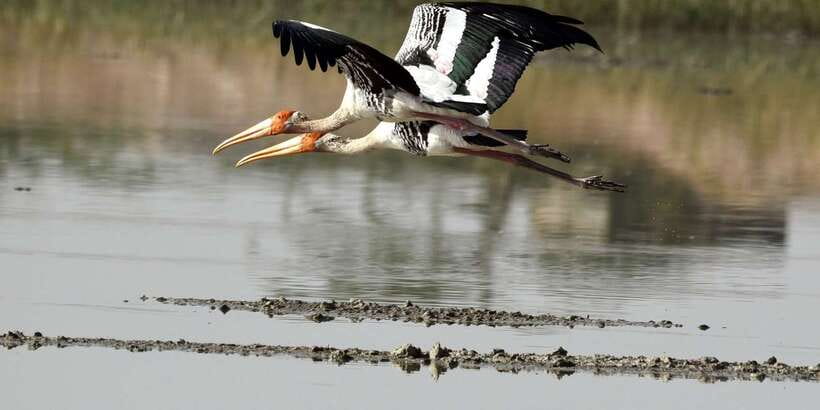West coast Beach, River Mangroves lagoon, Wildlife boat Tour - Spice and herbal garden, and why it may feel touristy