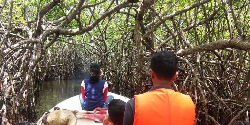 West coast Beach, River Mangroves lagoon, Wildlife boat Tour - Sea turtle conservation stop: where the facts feel human