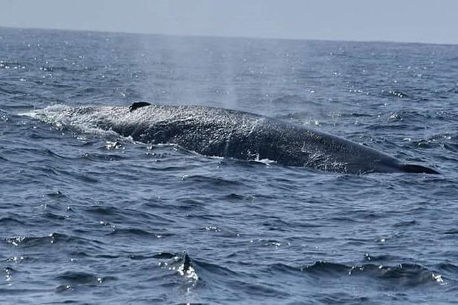 Whale & Dolphin Watching Day Tour including Handunugoda Teafactory - Handunugoda Teafactory: make sure it is actually on your day
