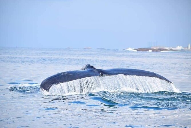 Whale & Dolphin Watching Tour in Trincomalee | Scenic Boat Ride - Trincomalee’s Whale Zone: Why This Area and Season Matter