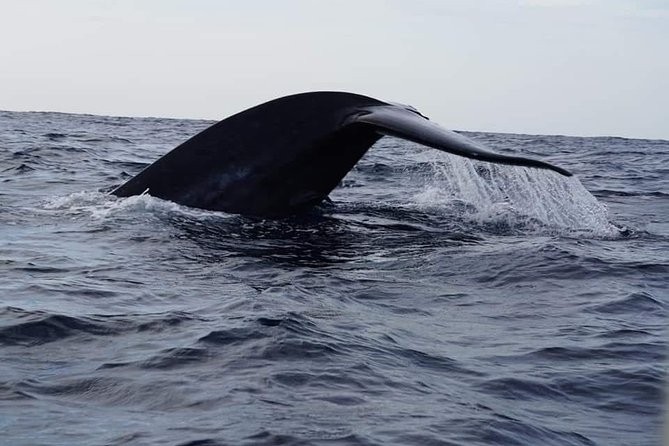 Whale & Dolphin Watching Tour in Trincomalee | Scenic Boat Ride - On the Water: What a 3-Hour Cruise Feels Like (Including Possible Shorter Runs)