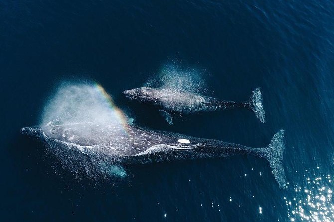 Whale Watching Experience in Mirissa - Key Things That Make Mirissa Whale Watching Worth It