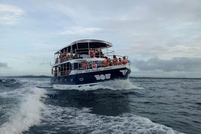 Whale Watching Experience in Mirissa - What You Can See Off Mirissa: Whales, Dolphins, and More
