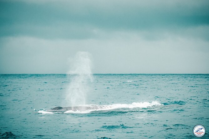 Whale Watching Mirissa Ultimate Tour in Sri Lanka with Breakfast - Why a 7:00 AM departure from Mirissa matters for whale spotting
