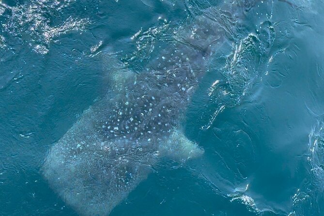 Whale Watching Mirissa Ultimate Tour in Sri Lanka with Breakfast - What whales and dolphins you might see off Mirissa