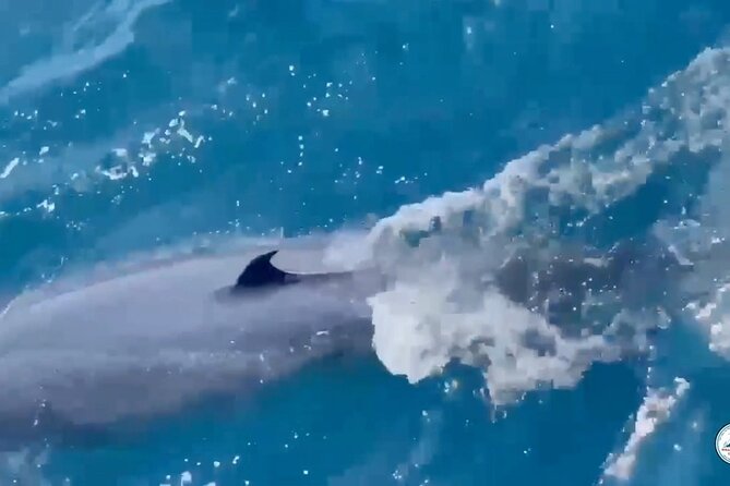 Whale Watching Mirissa Ultimate Tour in Sri Lanka with Breakfast - How the crew finds animals, including local fisherman tips and guide talks