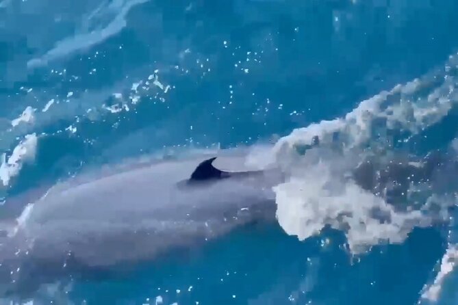Whale Watching Mirissa Ultimate Tour in Sri Lanka with Breakfast - Price and value at about $44, plus what to watch for