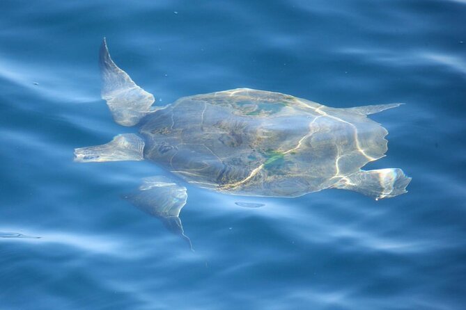 Whale Watching Mirissa with ( WWC ) - Key highlights at a glance