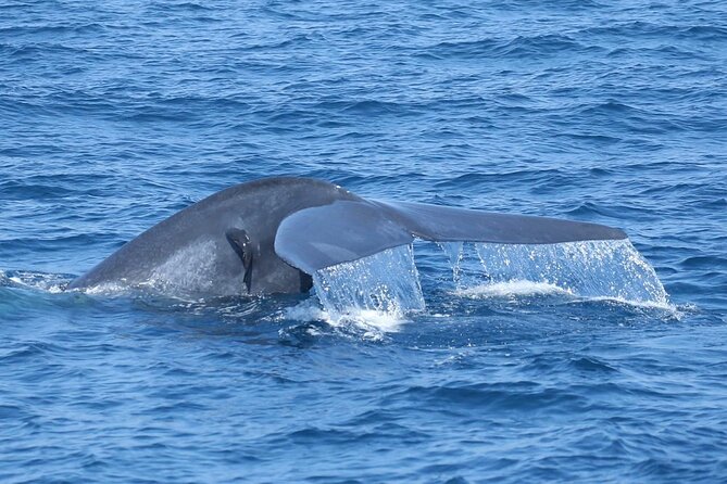 Whale Watching Mirissa with ( WWC ) - Motion and seasickness: plan for it, even on a catamaran