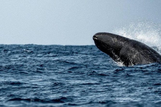 Whales and Dolphins Watching Mirissa - Stop 2: Galle Fort, Dutch walls, and a walk you can do at your pace