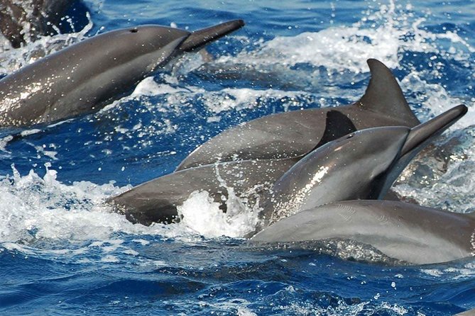 Whales and Dolphins Watching Mirissa - On the water: dolphins, killer whales, and the big question of sightings