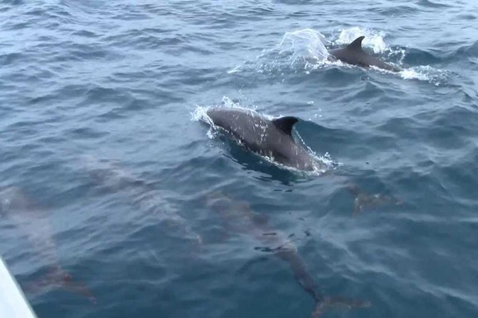 Whales and Dolphins Watching Mirissa - Who should book this Mirissa and Galle combo?