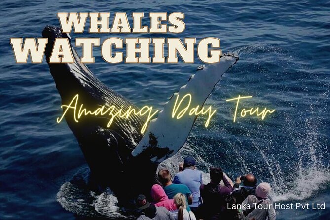 Whales Watching Mirissa Day Tour - Price and what you actually get for $260