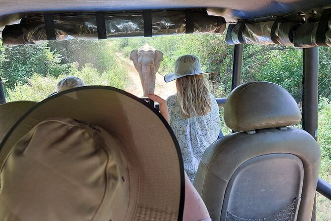 Wildlife Safari Yala National park - Udawalawa Elephant Orphanage: elephant time that feels more certain