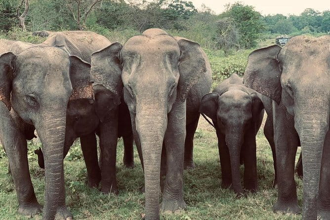 Wildlife Safari Yala National park - Timing and what to expect from a 5 to 8 hour day