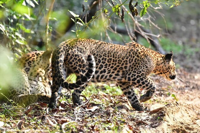 Wilpattu Half Day Safari From Anuradhapura - Key Highlights Worth Getting Excited About