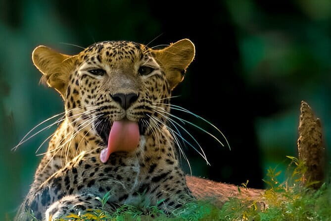 Wilpattu Half Day Safari From Anuradhapura - The 5:00 AM Wilpattu Plan, And Why It Matters