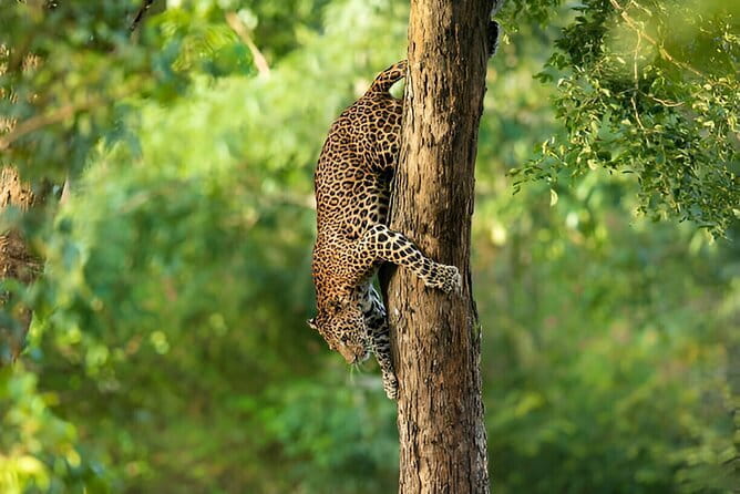 Wilpattu Half Day Safari From Anuradhapura - Getting From Anuradhapura to the Park Office Side