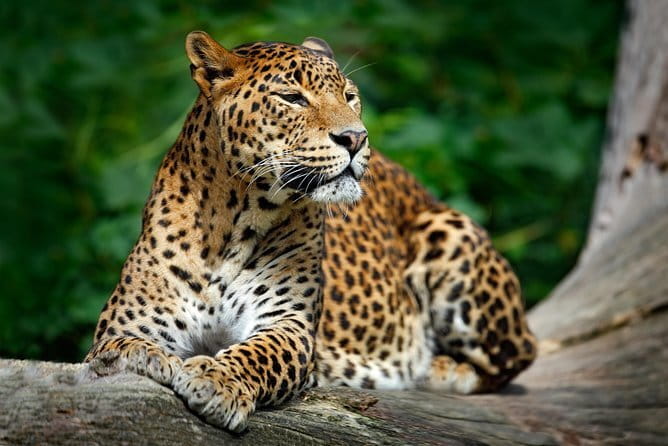 Wilpattu Half Day Safari From Anuradhapura - Beyond the Big Cat: Elephants, Deer, and Bird Time