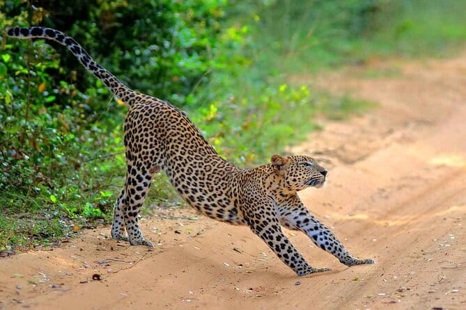 Wilpattu Half Day Safari From Anuradhapura - Weather, Timing, and What to Do Before 5:00 AM