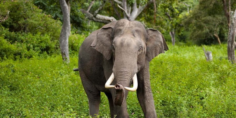 Wilpattu: Jeep Safari Day Tour From Sigiriya or Dambulla - Wilpattu’s villus and why a Jeep really fits this park