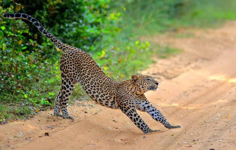 Wilpattu: Jeep Safari Day Tour From Sigiriya or Dambulla - Sigiriya or Dambulla pickup: convenience comes with drive-time reality