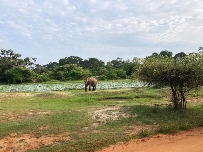 Wilpattu: Jeep Safari Day Tour From Sigiriya or Dambulla - What you might see in Wilpattu: elephants, leopards, deer, and more