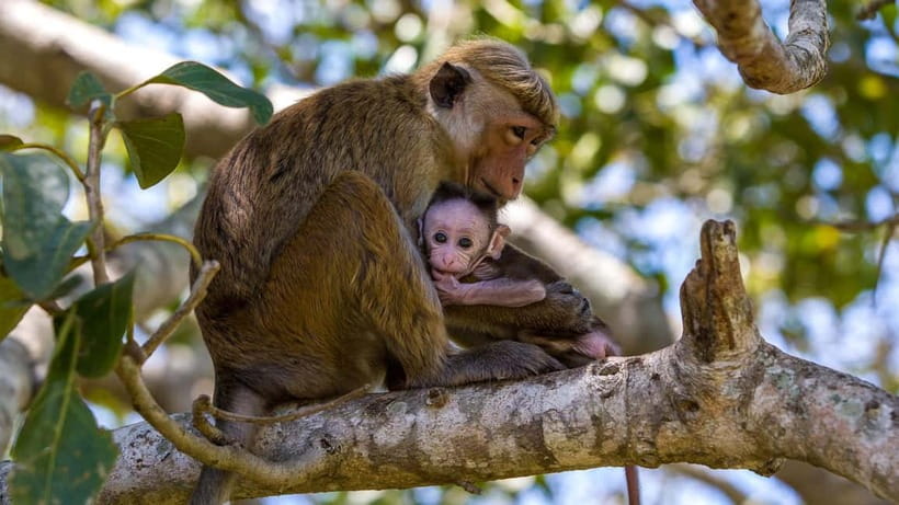 Wilpattu: Jeep Safari Day Tour From Sigiriya or Dambulla - Park entry and tickets: what you pay for when you arrive