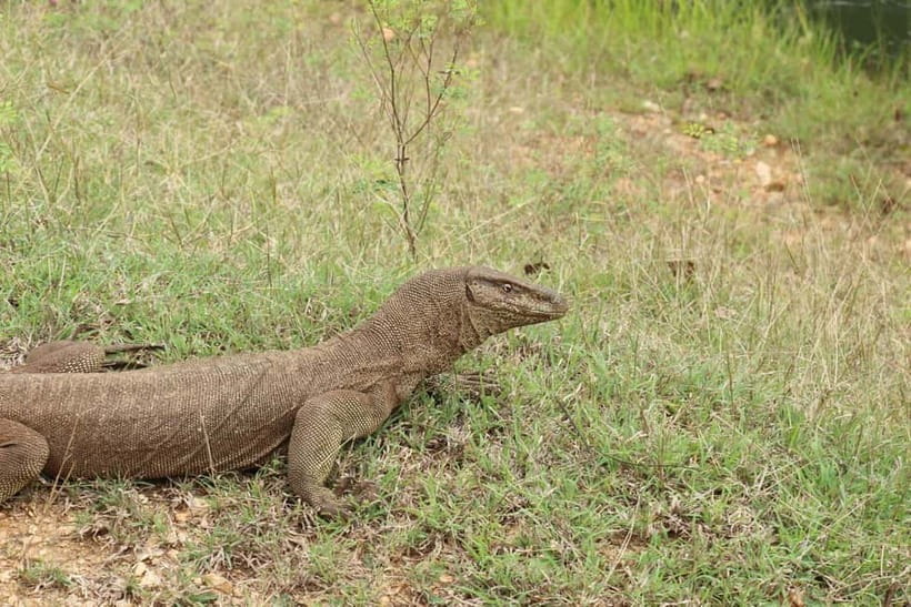 Wilpattu National park - Full day Safari (06:00am - 18:00pm) - Who this Wilpattu safari fits best