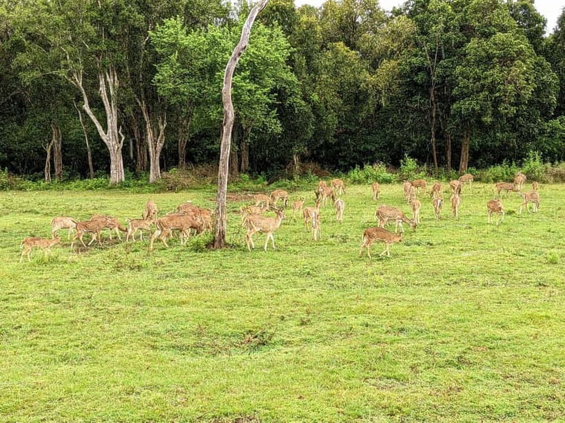 Wilpattu National park - Full day Safari (06:00am - 18:00pm) - Food breaks that keep your energy steady