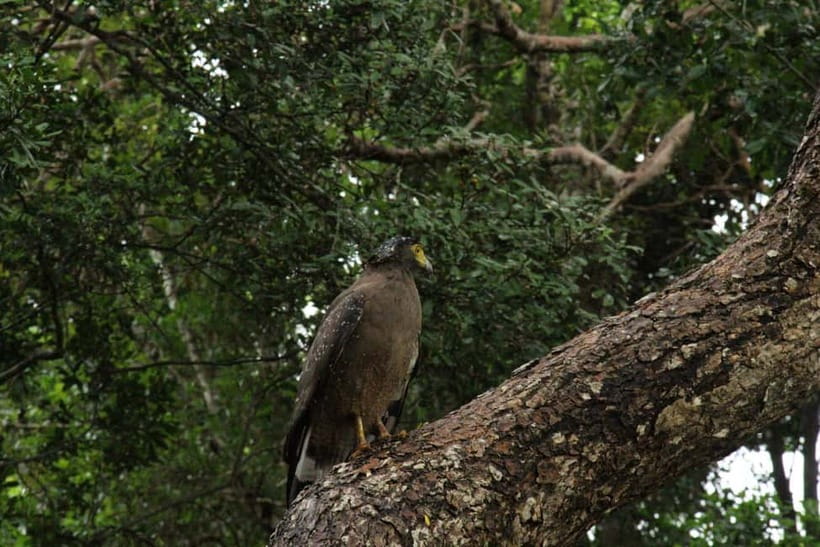 Wilpattu National park - Full day Safari (06:00am - 18:00pm) - Guides and spotting skills: what to look for in the field