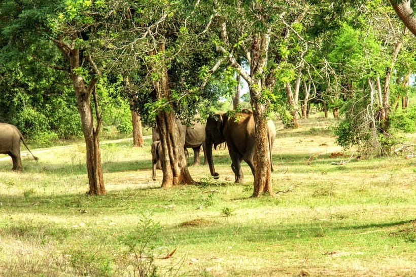 Wilpattu National park - Full day Safari (06:00am - 18:00pm) - Wildlife odds: leopards, sloth bears, elephants, deer, and birds