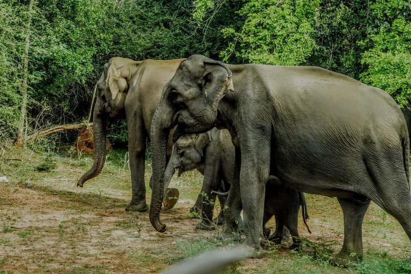 Wilpattu National park - Full day Safari (06:00am - 18:00pm) - Price and value: what $95 really buys you
