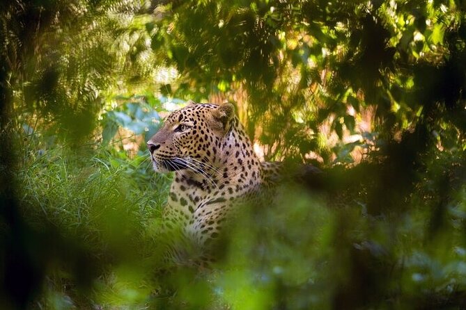 Wilpattu National Park Jeep Safari from Negombo / Waikkal (All Inclusive) - Why Wilpattu from Negombo Works Better Than a Quick Rush Elsewhere