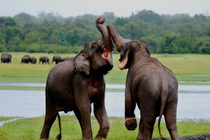 Wilpattu National Park Jeep Safari from Negombo / Waikkal (All Inclusive) - Wildlife You Can Hope to Spot: Elephants, Leopards, Sloth Bears, and More