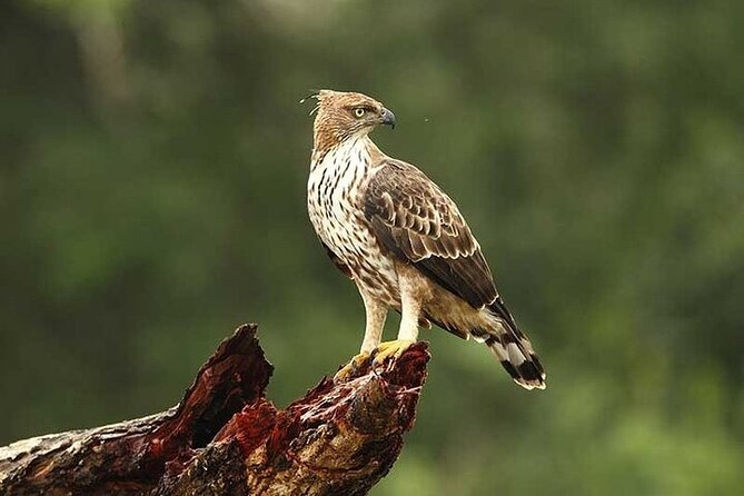 Wilpattu National Park Jeep Safari from Negombo / Waikkal (All Inclusive) - Price and Value Check: Is $152 Per Person Worth It?