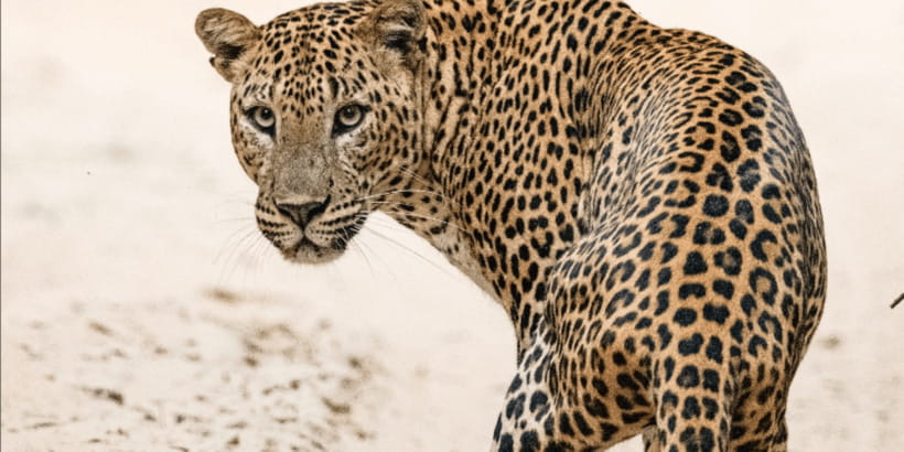 Wilpattu National Park: Morning or Afternoon Safari - Price and value: $35 plus park tickets, so plan your real budget