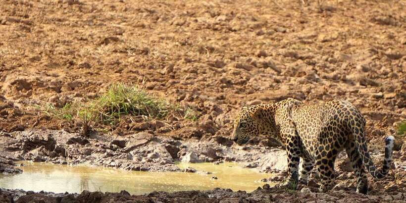 Wilpattu National Park: Morning or Afternoon Safari - Why Wilpattu works for wildlife lovers, especially for leopards