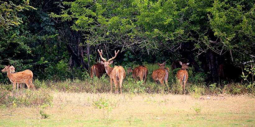 Wilpattu National Park: Morning or Afternoon Safari - Pickup and drop-off: how the routes from Colombo, Negombo, and Anuradhapura shape the experience