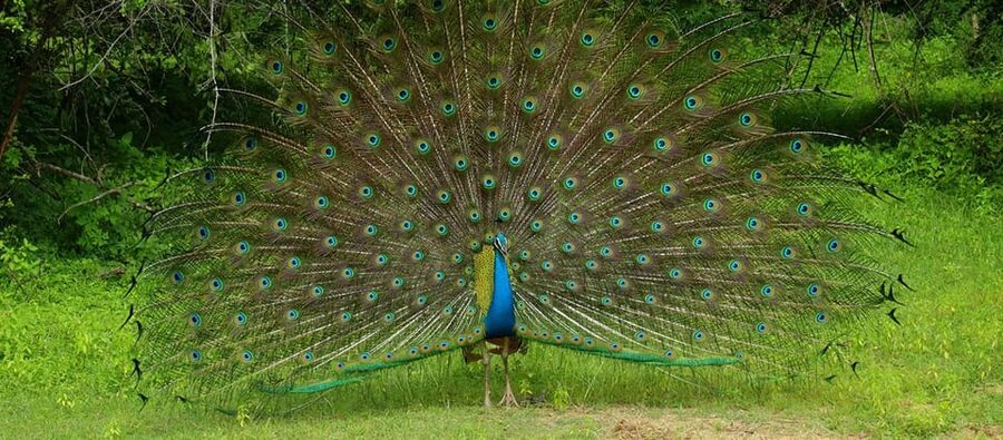 Wilpattu National Park: Morning or Afternoon Safari - Kudiramale Point, Pomparippu, and the Villu areas: what each stop is for
