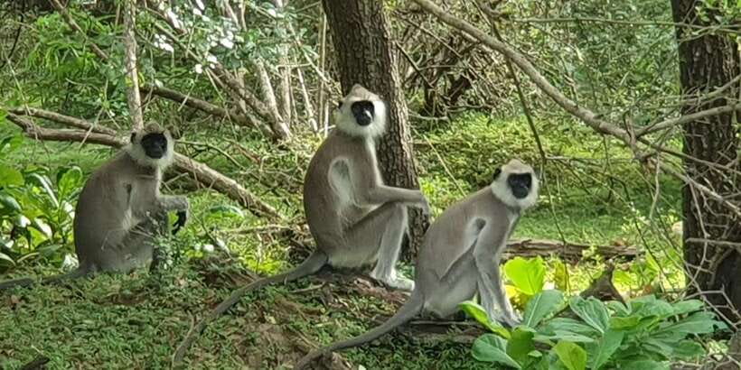 Wilpattu National Park: Morning or Afternoon Safari - What you can realistically expect to see: leopards, elephants, deer, bears, birds