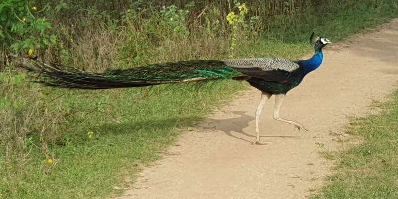 Wilpattu National Park: Morning or Afternoon Safari - 4x4 jeeps, binoculars, and photo time that actually helps