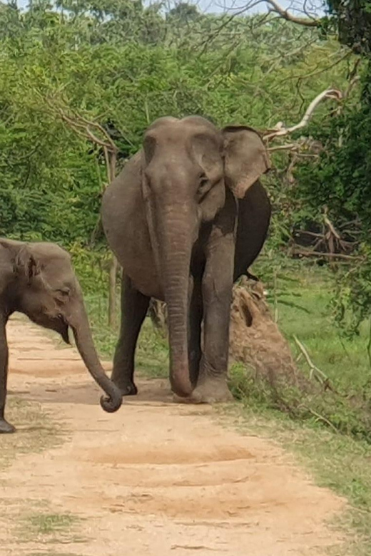 Wilpattu National Park: Morning or Afternoon Safari - Guides and English: where the experience can rise or fall