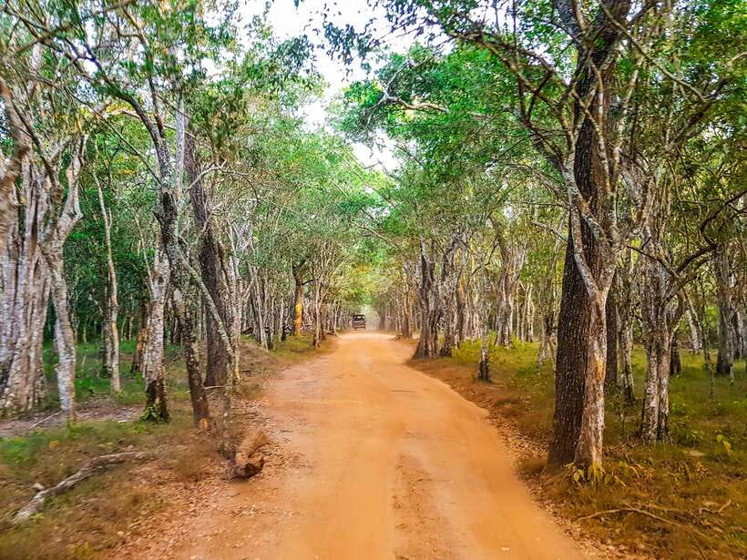 Wilpattu National Park: Private Safari - Entrance fees in cash, and why food matters more than you think